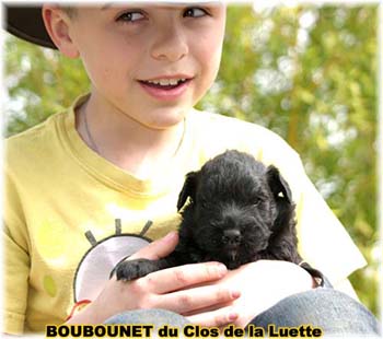 bouvier des flandres photo chiot - Elevage Clos Luette - COPYRIGHT DEPOSE